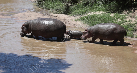 Hippo - Masai Mara