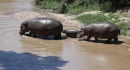 Hippo - Masai Mara