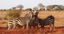 Zebra in Tsavo West
