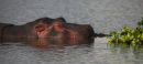 Hippo sleeping - Lake Naivasha