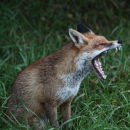 Open Wide