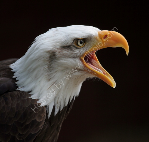 Making a Noise  - Bald Eagle