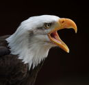 Making a Noise  - Bald Eagle