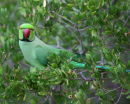 Green Parrot