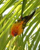 Sun Conura Parrot