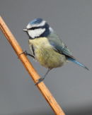 Blue Tit - On Dead Bracken.