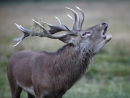 Bellowing Beast