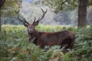 King of the Forest