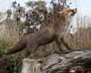 Fox - sniffing the air.