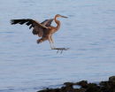 Cleared for Landing