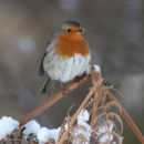 Snow on My Beak