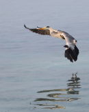 Grey Heron in Flight