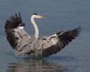 Flexing His Wings