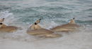 Sharks on the Beach