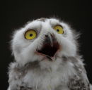 Juvenile Owl