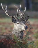 Bracken on my Antlers.