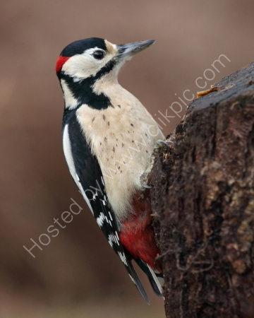 Spotted Woodpecker