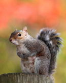 Female Grey Squirrel  - In Autumn