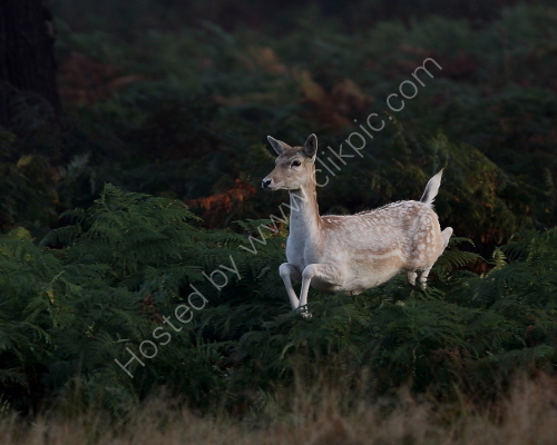 Jumping the Ferns