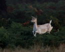 Jumping the Ferns