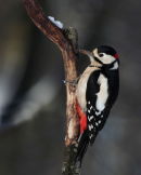 Spotted Woodpecker - on a snow covered branch