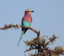 Lilac Breasted Roller - Kenya
