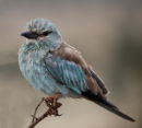 Unknown bird