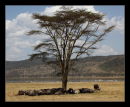 Water Buffalo - seeking shade - Lake Nakuru
