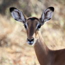 Waterbuck