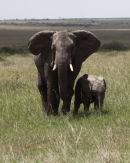 Mother & Baby Elephant