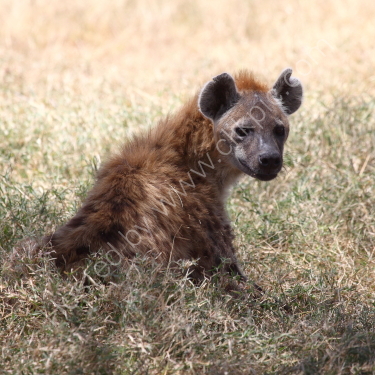 Hyena looking back at me.