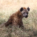 Hyena looking back at me.