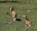2 female lions with cubs