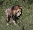 King of the Jungle