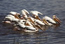 Pelicans on Lake Nakuru
