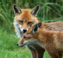 Foxy Love