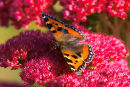 Butterfly on Sedum