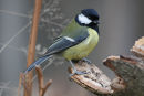 Great Tit