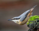 Nuthatch on the Lookout
