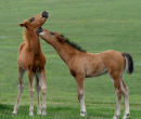 Necking