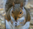 Grey Squirrel of the New Forest