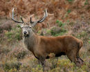Monarch of the Glen
