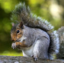 Grey Squirrel Snacking