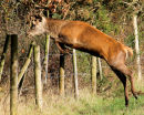 The Leaping Stag