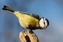 Blue Tit on a post.
