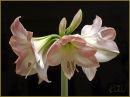 Amaryllis