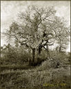 Baobab in thicket, Lengwe, 1984