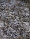 Wind-blasted trees