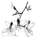 Bauhinia, 1988
