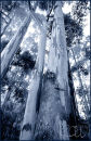 Blue gums, Zomba Plateau, Malawi, 1980